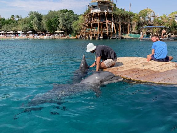 dolphin-reef-eilat
